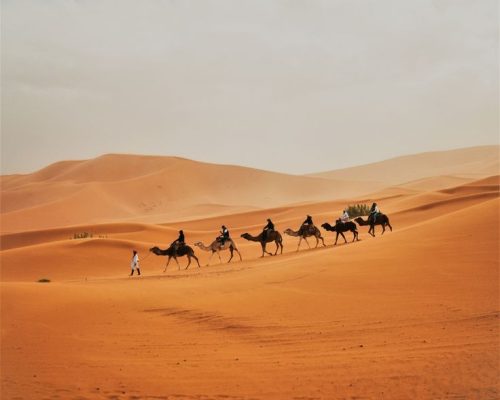 Go On A Camel Safari In Rajasthan
