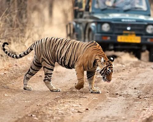 Ranthambore National Park